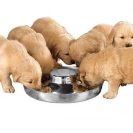 ProSelect Puppy Dish 11In