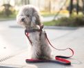 Pet Leash/Harness Durable - Puppy Dog Print, Medium