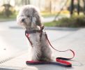 Pet Leash/Harness Durable - Paw Prints, Medium