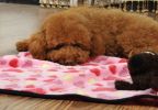 Super Soft & Warm Washable Dog Blanket