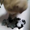 Animal Kindgom Pet Chew Toy